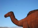 PICTURES/Borrega Springs Sculptures - Horses, Sheep & Camel/t_IMG_8814.JPG